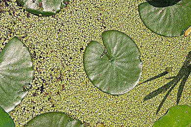 动作新游《持枪松鼠》上架Steam 画面出色动作有趣